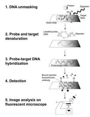 Andre M. Oliveira et al