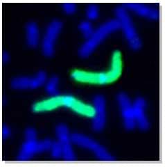 Human chromosome 1 painting probe (green) 