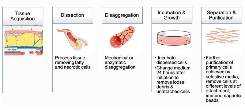 Basic steps used to isolate cells from primary tissue.