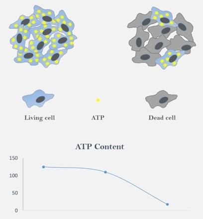 ATP Content in 3D Cell Cultures