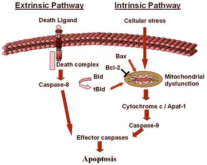 Cell Apoptosis Assays