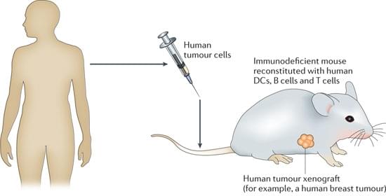 Humanized-Xenograft Model