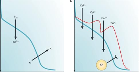 Figure 2, The mechanism of delayed repolarization caused by I<sub>Kr</sub> inhibition<sup>2</sup>. The balance between inward and outward currents determines the morphology and duration of the action potential, and consequently the duration of the QT interval. Drug-induced inhibition of the I<sub>Kr</sub>current can delay repolarization, and prolong the action potential duration and the QT interval.