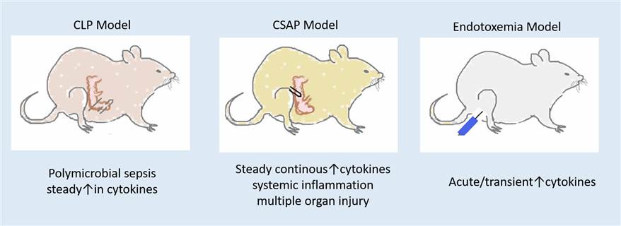 Our animal models of sepsis