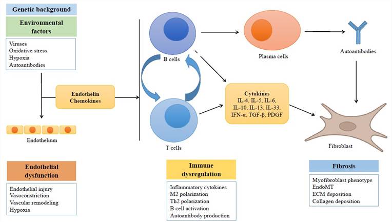 Simplified scheme showing the main processes involved in the pathogenesis of systemic sclerosis