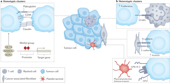 Biological features of circulating tumor cell clusters.