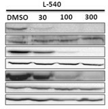 Fig. 5 Western blot analysis of JAK2/STAT5 pathway protein levels in L-540 cells after 1 h of Lestaurtinib treatment at different doses: 30, 100, and 300 nM. (Diaz T, et al., 2011)