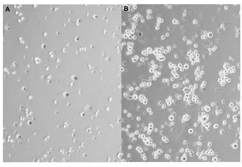 Fig. 2 HDLM-2 cells cultured in 24-well plates with LMW-ECP II at a concentration of 0.07 μM for 72 hours. (Glimelius I, et al., 2011)