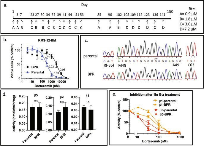 Development and characterization of Btz-resistant KMS-12-BM-BPR cells.
