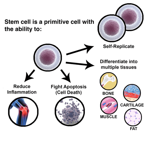 Stem Cell Culture Guide