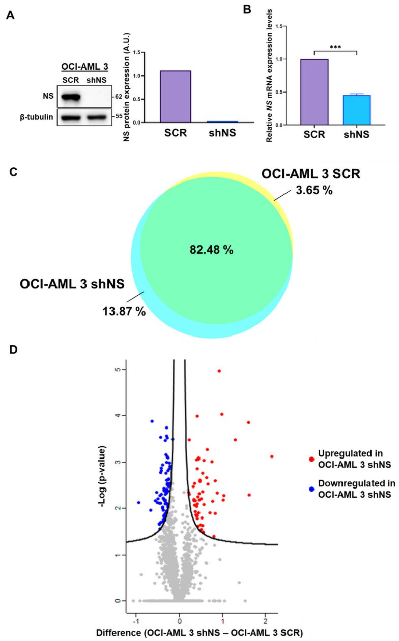 Fig. 1 NS expression, silencing, and differential proteomics analysis of OCI-AML 3 cells. (Cela I, et al., 2022)