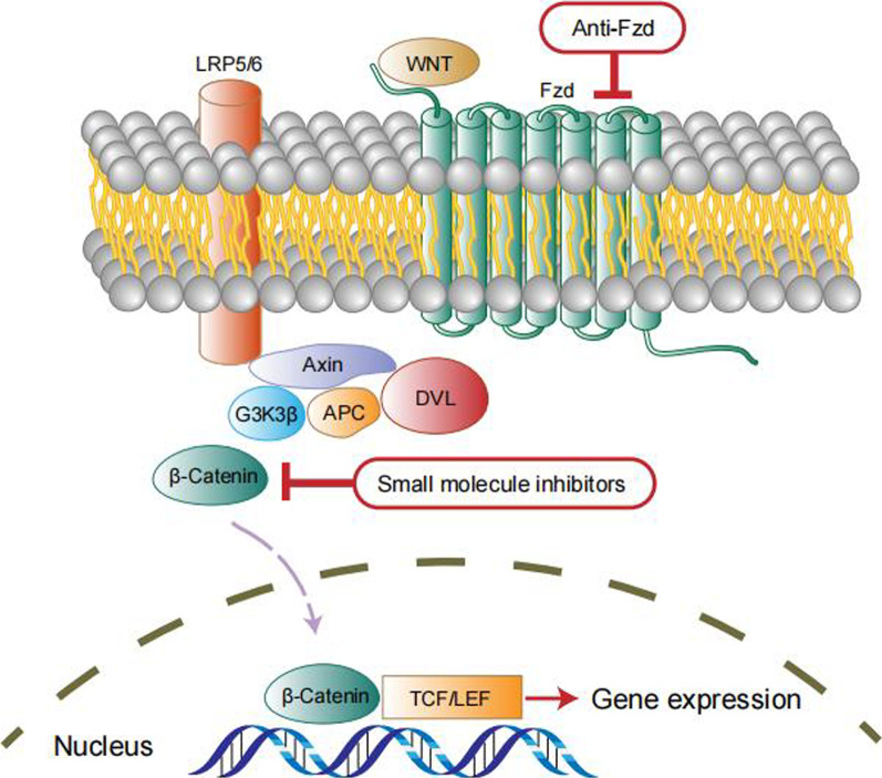 Wnt/β-catenin signaling pathway in OCSCs.
