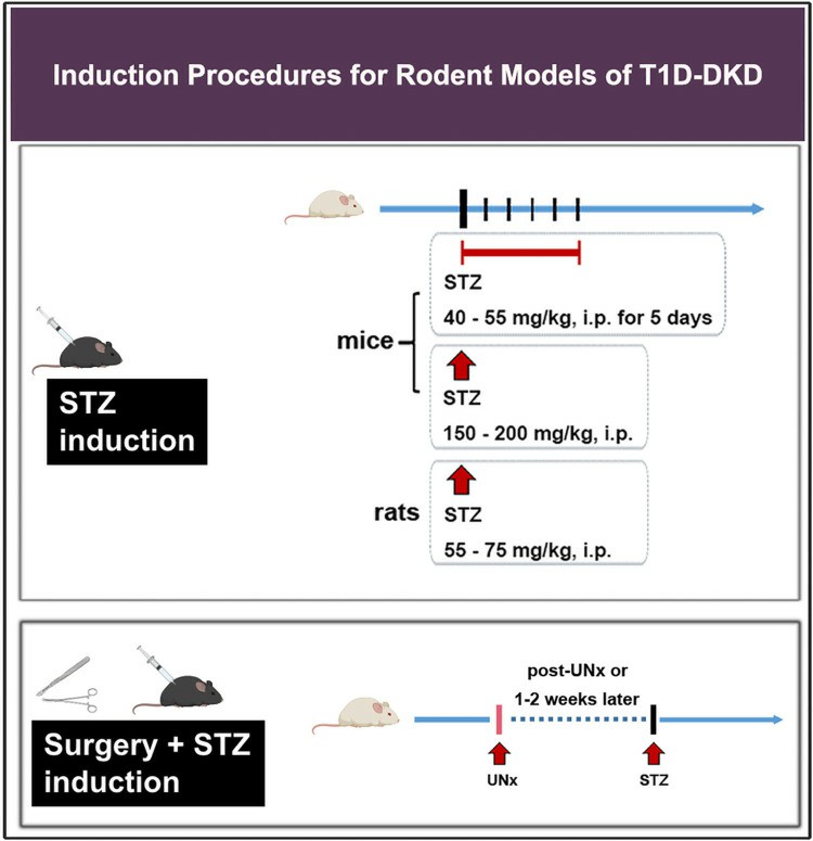 Induction procedures for rodent models of T1D-DKD.