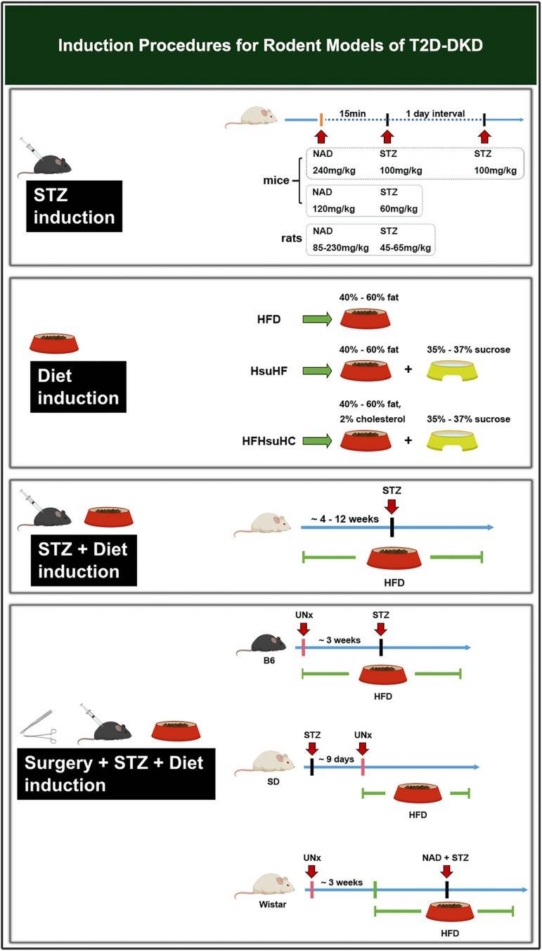 Induction procedures for rodent models of T2D-DKD.