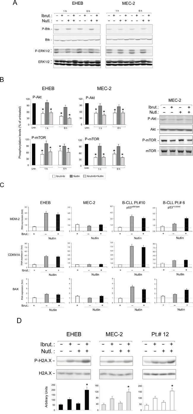 Intracellular pathway mediating the anti-leukemic activity of Ibrutinib/Nutlin-3 combination.