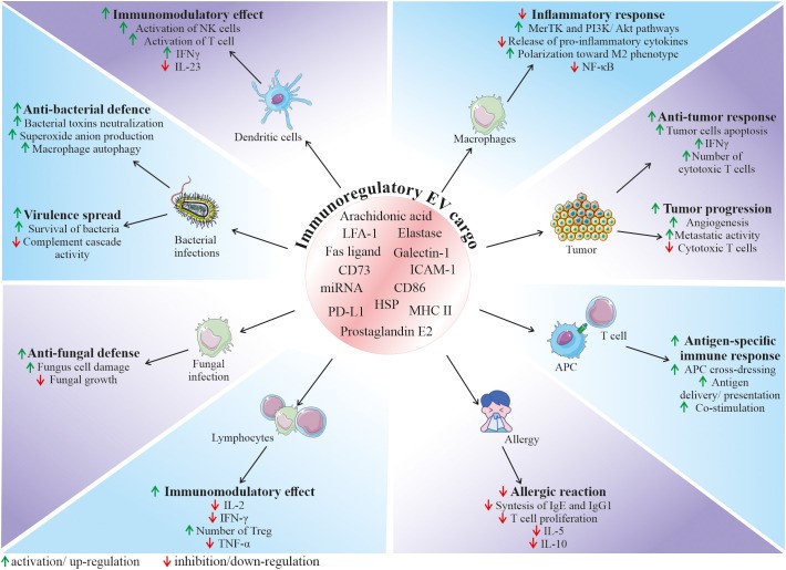 Role of EVs in the regulation of the immune response.