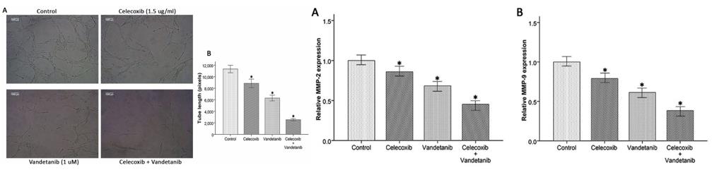 Left: Effect of drugs on HUVEC tube formation; Right: Effect of drugs on angiogenic genes.