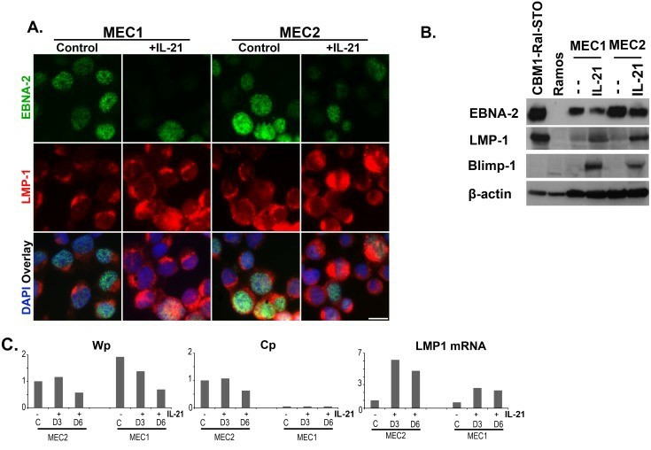 The effect of IL-21 exposure on MEC1 and MEC2 cells.