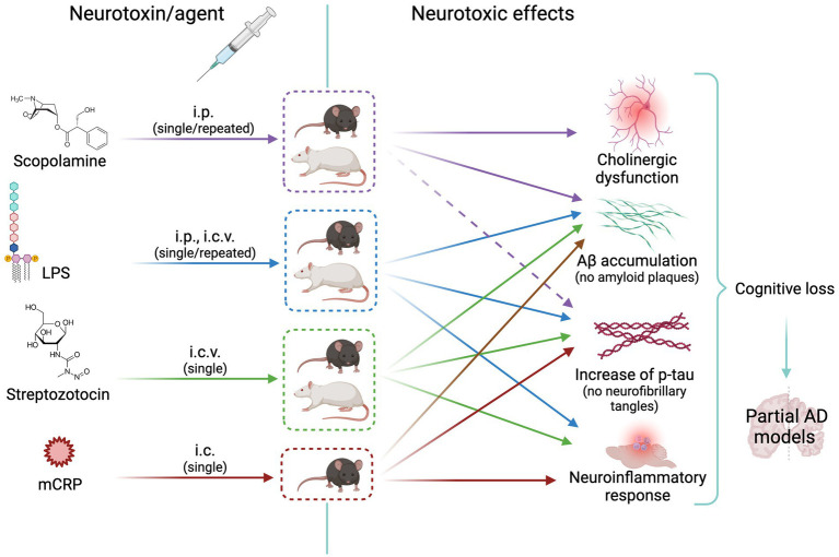 Fig. 2 Scheme of animal models of neurotoxicity-induced cholinergic or neuroinflammatory changes leading to Alzheimer's disease-like neurodegeneration.