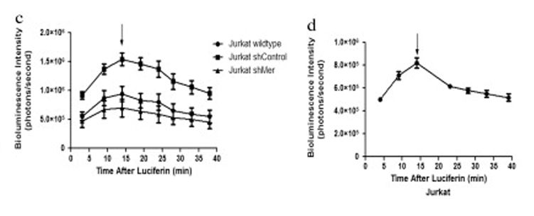 Fig. 2 Dynamic change of the bioluminescent signal in leukemia cell lines (Jurkat, 697 and K562) 8 days post-transduction and Jurkat derivatives 18 days post-transduction. (Christoph S, et al., 2013)