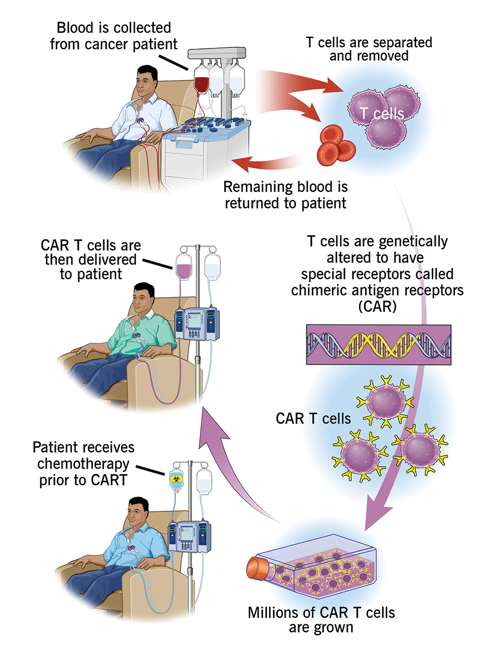 CAR-T Preclinical Characterization in vivo