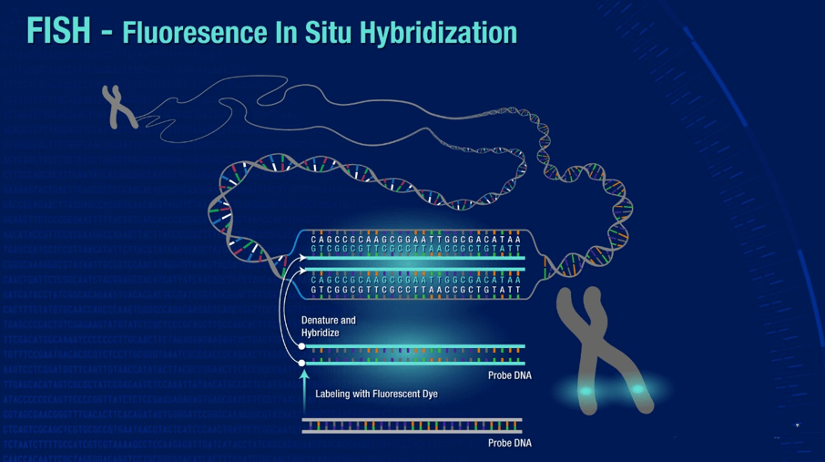 Fluorescent In Situ Hybridization