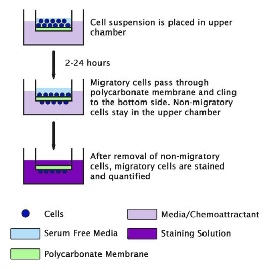 Schematic diagram of cell migration assay