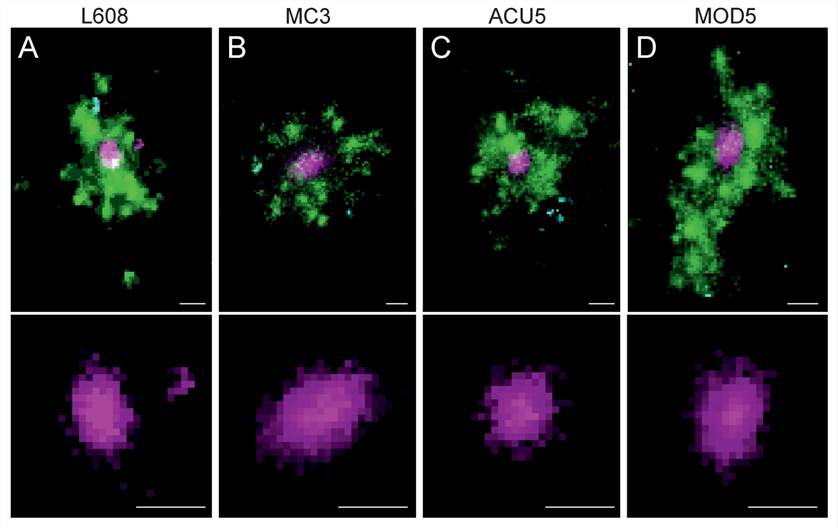 Multicolor SMLM detects and visualizes singular LNP-mRNA in endosomal compartments with nanometer resolution.