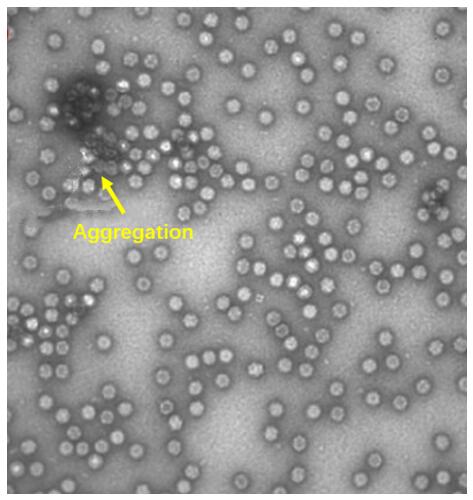 nsTEM image of arregation AAV particles.