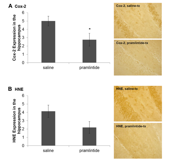 (A) Chronic pramlintide treatment decreased expression of the inflammatory marker cyclooxygenase 2 (COX-2) in the hippocampus as detected by immunohistochemistry (p = 0.042). (B) There is a trend toward decreased expression of the oxidative stress marker 4-hydroxynonenal (HNE) in the hippocampus of pramlintide-treated mice (p = 0.090). The results are depicted as mean±standard error of mean (SEM). (Student t test, * p < 0.05; n = 5-6 per group). Abbreviations: COX-2, cyclooxygenase 2; HNE, 4-hydroxynonenal; SEM, standard error of mean. 