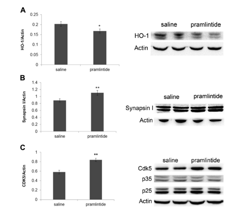 Western blots of hippocampal tissue from SAMP8 mice chronically treated with pramlintide demonstrated. (A) decreased hippocampal expression of the cellular stress marker heme-oxygenase-1 (HO-1) (p = 0.035), (B) decreased synapsin I expression (p = 0.004), and (C) increased expression of cyclin-dependent kinase-5 (CDK5) (p = 0.002). Pramlintide treatment did not have a significant effect on the expression of p35, p25, or the p25/35 ratio (p > 0.05). Results are depicted as mean±standard error of mean (SEM). (Student t test, * p < 0.05, ** p < 0.01; n = 7-10 per group). Abbreviations: HO-1, heme-oxygenase-1; SEM, standard error of mean. 