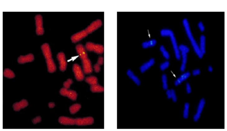 FISH detection of transgene using plasmid probes on metaphase chromosome.