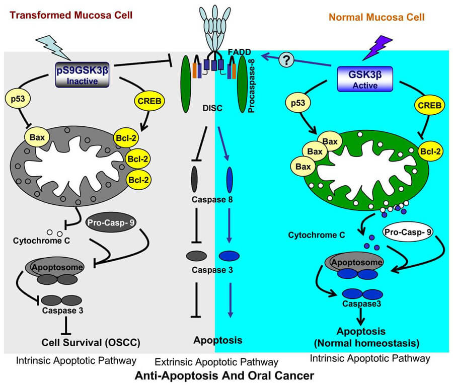 Apoptosis in oral tumor cell and Normal cell.