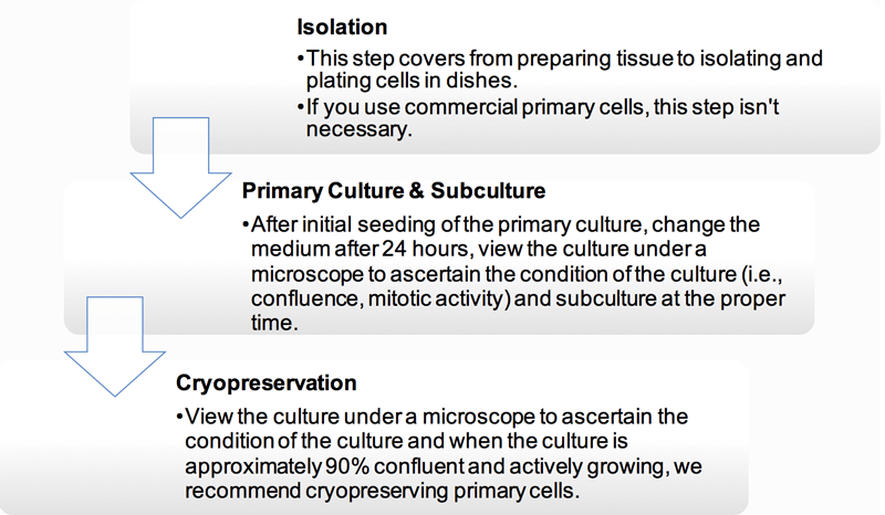 Primary Cell Culture Guide