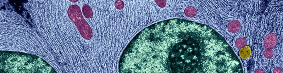 Immortalized Cell Culture Guide