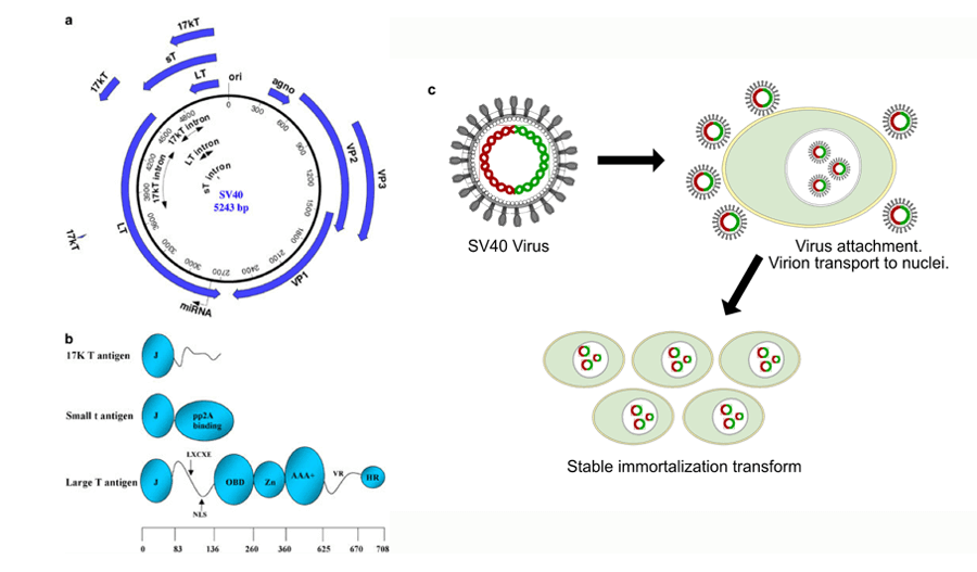 (a) Structure of SV40 genomic DNA is composed of three elements: the early and late coding units and the regulatory region. (b) Several domains and motifs make up the SV40 T antigens. (c) A brief overview of the process of SV40 induced immortalized transformation. (Ahuja D,2005)