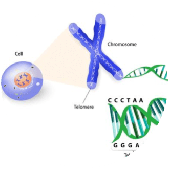 Cell Culture Guide