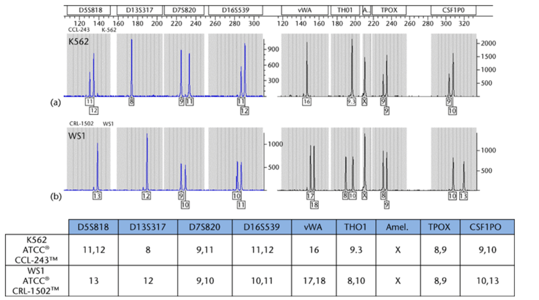 STR Profiling—The ID Card of Cell Line