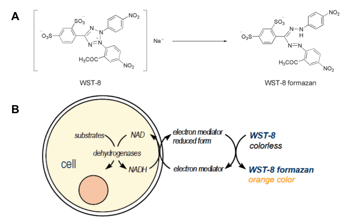 https://www.creative-bioarray.com/images/2-3-2-Comparison-of-Different-Methods-to-Measure-Cell-Viability-4.png