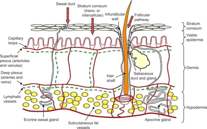 Skin Barrier Function and Hydration