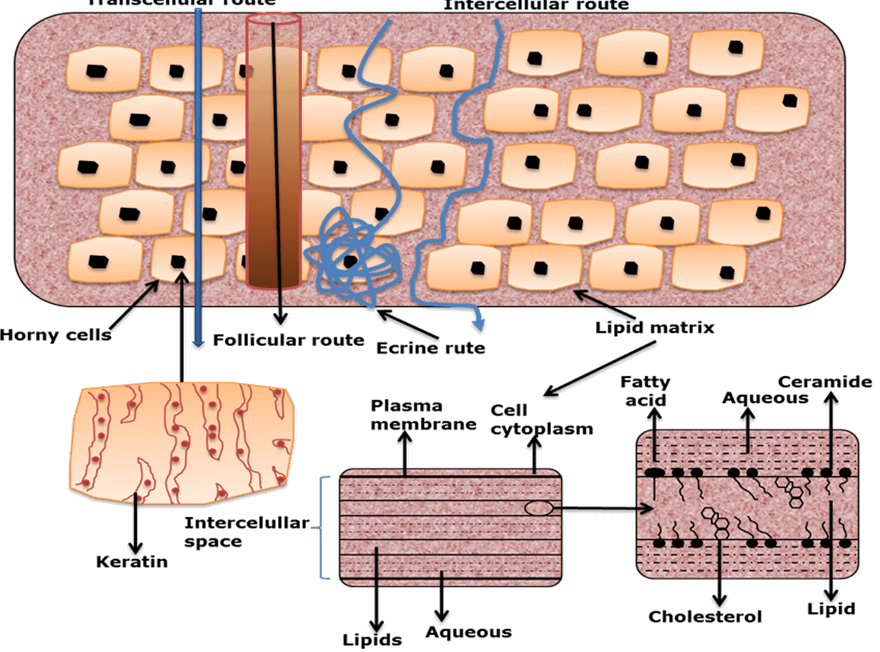 Dermatology