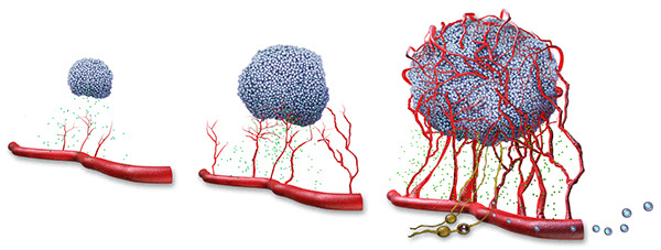3D Angiogenesis Assay
