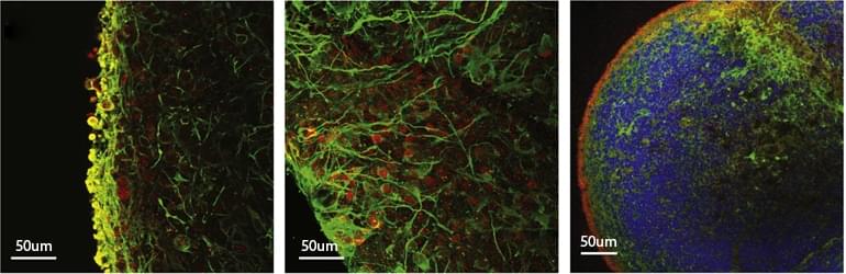 3D Cell Culture Related Products