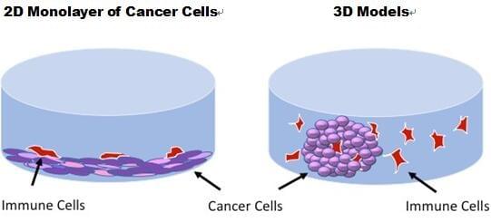 3D Models and Assays