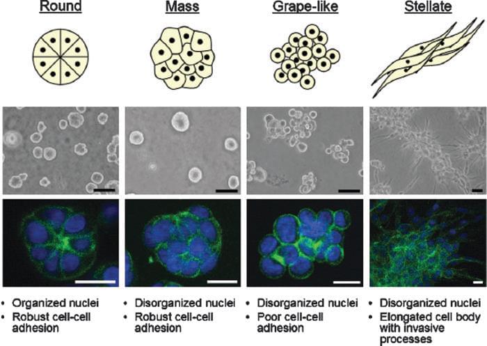 3D Models and Assays