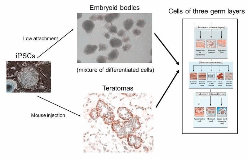 hiPSCs are pluripotent.