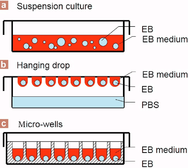 Methods to form embryoid body