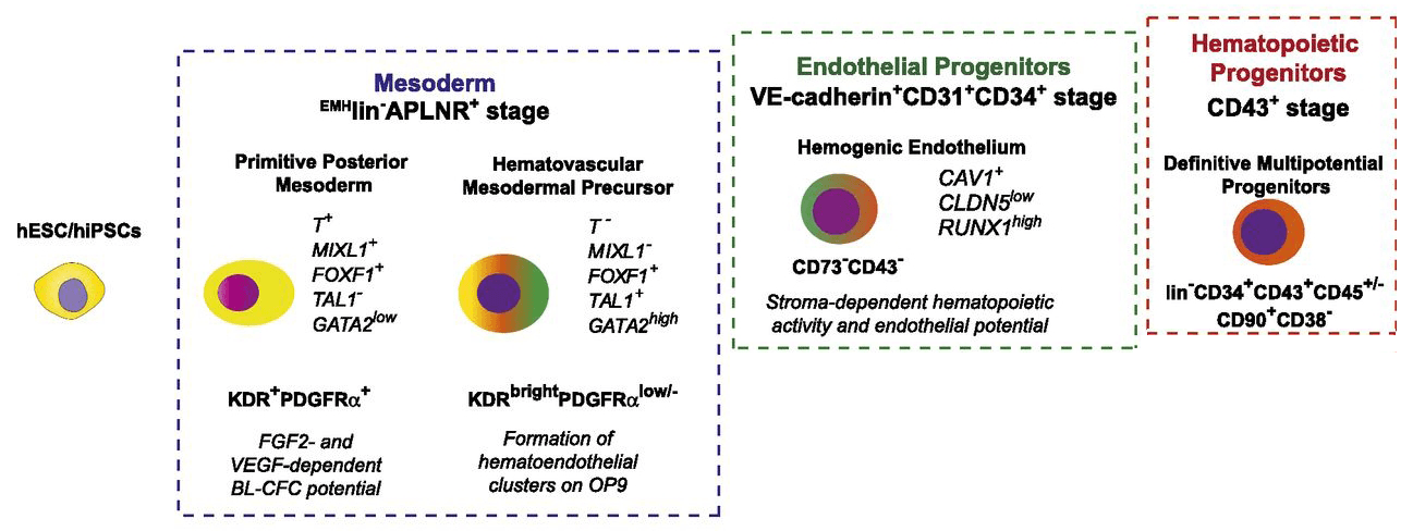 Stages of hematopoietic development from hiPSCs