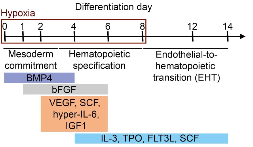Differentiation protocol used for hematopoietic induction of hiPSCs