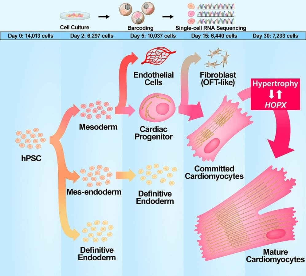 Schematic diagram of hPSC differentiation into cardiomyocytes.</p><p><strong>Materials and Equipment